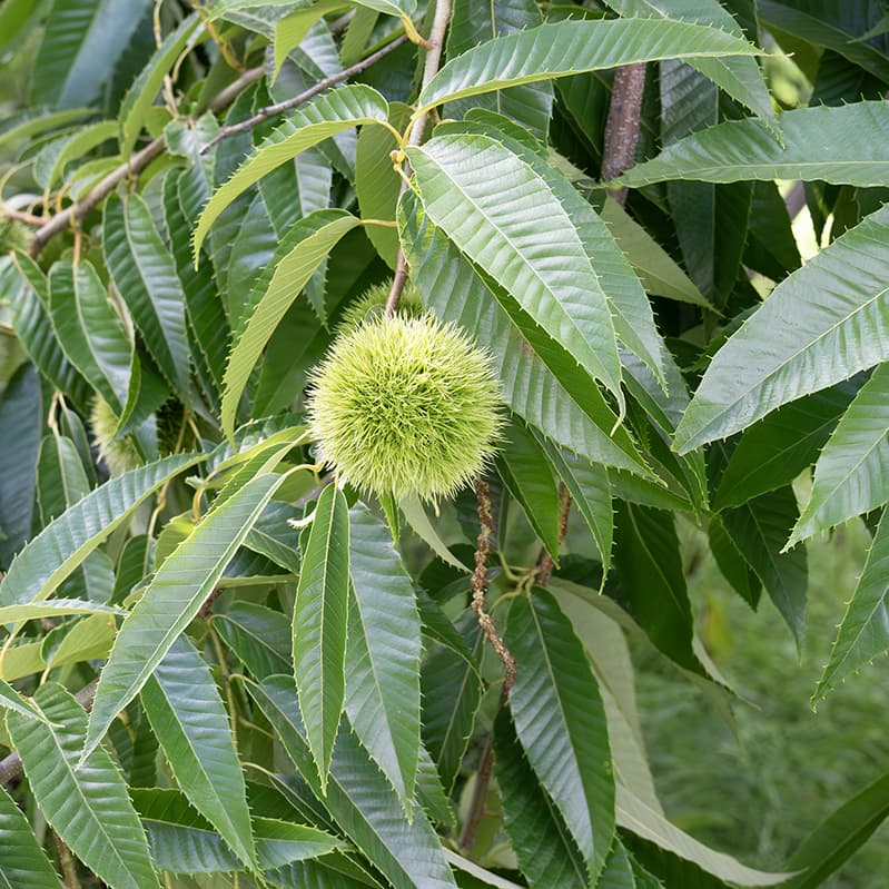 果樹園